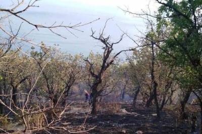 Лесной пожар под Новороссийском охватил 4 га