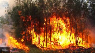 Свыше 100 тыс. человек эвакуированы из зоны лесных пожаров в Калифорнии