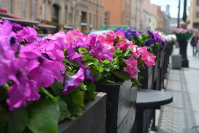 В Петербурге в августе пройдет трехдневный «Фестиваль цветов»