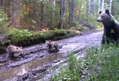В лесах Лодейнопольского района заметили медвежат. Они гуляли с мамой-медведицей