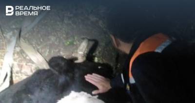 Спасатели в Татарстане вытащили из погреба провалившуюся корову