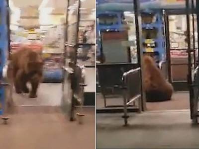 Наглый медведь украл пачку чипсов из супермаркета в Калифорнии
