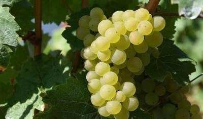 Во Франции из-за COVID-19 уничтожат виноград