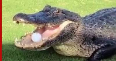 В США аллигатор отобрал мяч у гольфистов