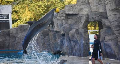 "Морские ангелы": уникальное шоу Батумского дельфинария - фото