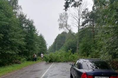 Дерево перекрыло дорогу в Тверской области