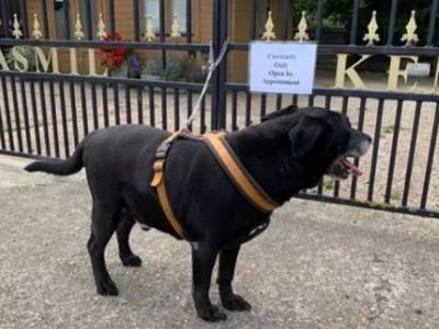 «История старого лабрадора»: в Великобритании нашли брошенную собаку с душераздирающей запиской