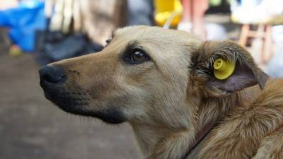 На шаг ближе к цивилизации: В Лисичанске начали стерилизовать бездомных собак