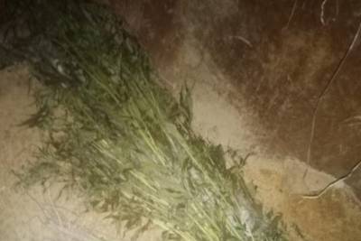 У жительницы Тверской области нашли полкилограмма высушенной травы