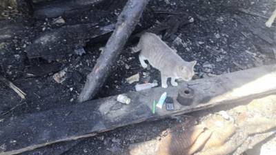 Кошка спасла людей во время пожара в Биробиджане