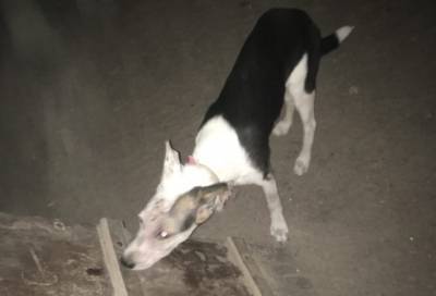 «Они меня очень любили»: в Мурино нашли брошенную собаку с запиской от хозяев