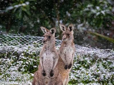 Австралию неожиданно засыпало снегом