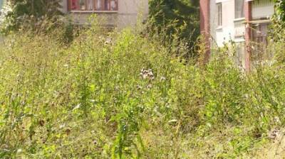 Часть заросшей травой земли в Арбекове оказалась бесхозной - penzainform.ru