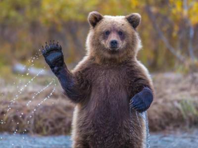 Медведь вышел из леса и присоединился к компании обедающих людей