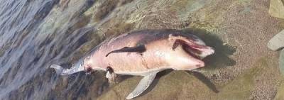 На Кубани установили причину гибели дельфинов в Черном море