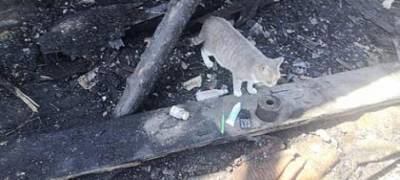 Кошка спасла спящих людей от пожара