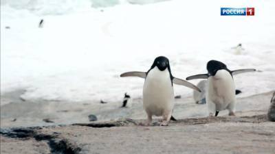 Мерзлота больше не вечная: пингвины бегут из Антарктиды