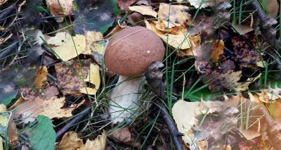 Вместо леса - перепаханное поле: поведение грибников в Латвии выходит за рамки закона