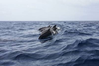 Названа причина массовой гибели дельфинов в Черном море