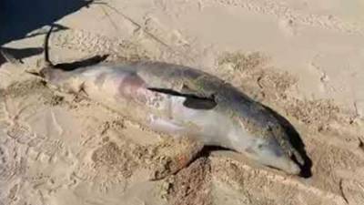 Стала известна причина массовой гибели дельфинов в Черном море