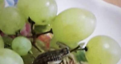 В Казани женщину ужалил скорпион, спрятавшийся в купленном винограде