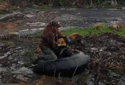 Мужчина спас собаку, застрявшую на болоте (1 фото + 1 видео)