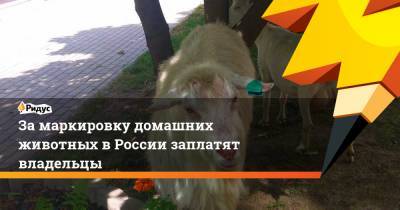 За маркировку домашних животных в России заплатят владельцы