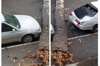 «Слышу грохот в два часа ночи»: в Новосибирске дерево упало на две машины