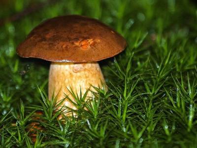 Александр Мясников развенчал миф о высокой полезности лесных грибов