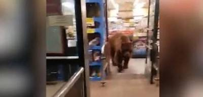 В Калифорнии медведь проник в магазин и стянул чипсы