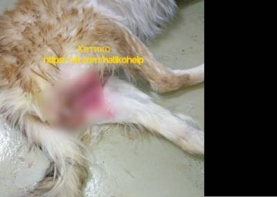 «Насиловал, душил, бил молотком»: красноярец зверски пытался убить собаку