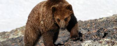 На Чукотке при нападении медведя на морских охотников пострадал мужчина