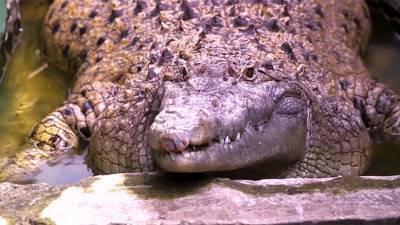 200-килограммовый крокодил поселился в индонезийской семье