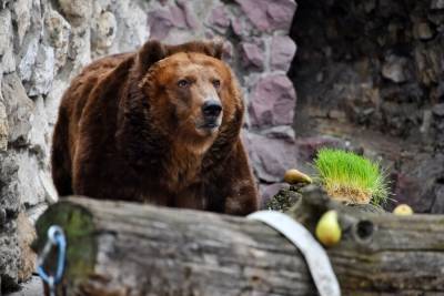 На Чукотке бурый медведь напал на охотников