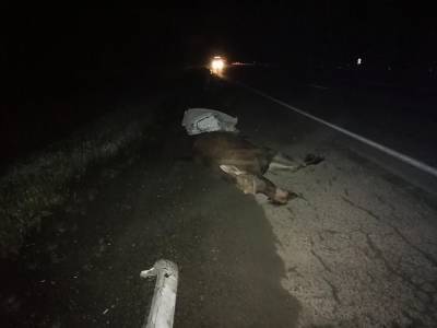 Под Первоуральском машина сбила лося: водитель и животное погибли