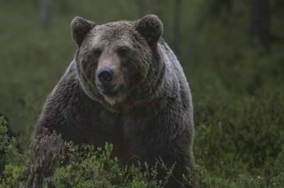 На Чукотке медведь напал на морских охотников
