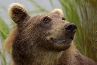 Медведь атаковал нескольких россиян и растерзал одного