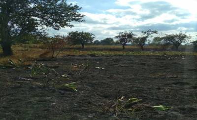 В Наровлянском районе при сжигании сухой травы пенсионерка потеряла сознание и сгорела