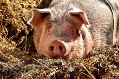 В Татарстане принимают меры по недопущению африканской чумы свиней