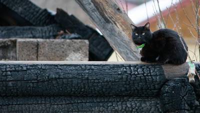 В Биробиджане кошка спасла спящих хозяев от пожара