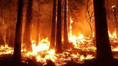 Лесной пожар в Калифорнии стал вторым по масштабам за всю историю