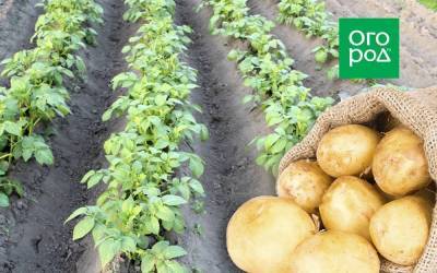 Выращивание картофеля на одном и том же месте