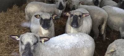 Парфенчиков: "Мы привыкнем к большим овечьим стадам на карельских пастбищах"