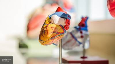 Работающую модель человеческого сердца вырастили из стволовых клеток
