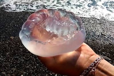 Самая опасная медуза Черного моря приплыла на пляж в Сочи