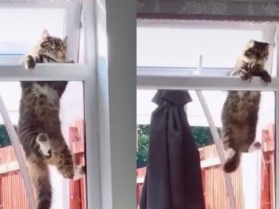 Попытки кота попасть в дом через форточку попали на видео и рассмешили Сеть