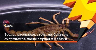 Зоолог рассказал, стоитли бояться скорпионов после случая вКазани