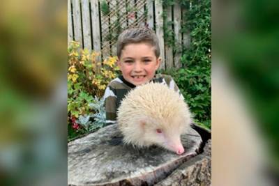 Шестилетний мальчик спас редчайшего ежика-альбиноса