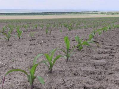 Засуха на полях в Одесской области несет угрозу продовольственной безопасности Украины - аграрии