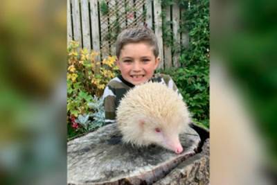 Шестилетний мальчик в Англии спас редкого ежа-альбиноса